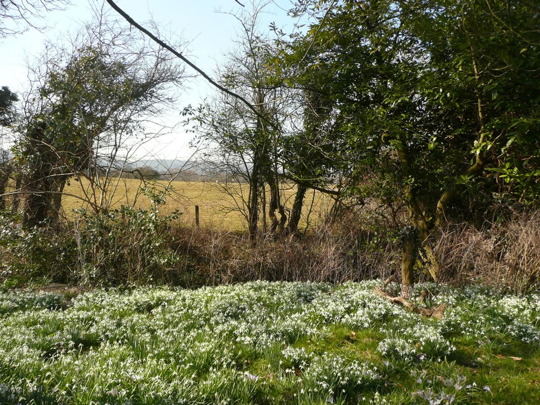 Brook Lodge Farm